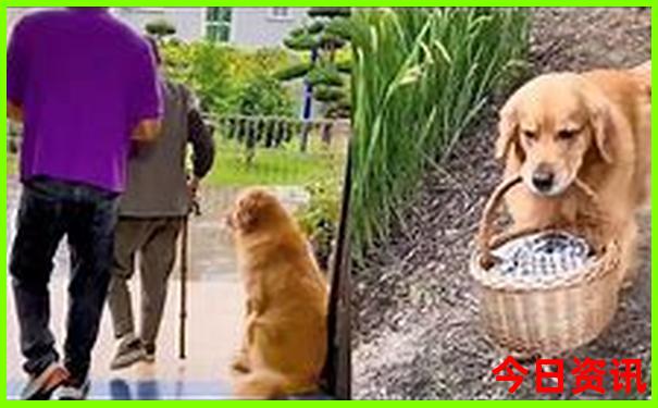澳门开奖结果+开马记录